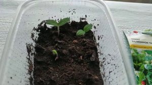 Когда и как посадить томат Балконное чудо