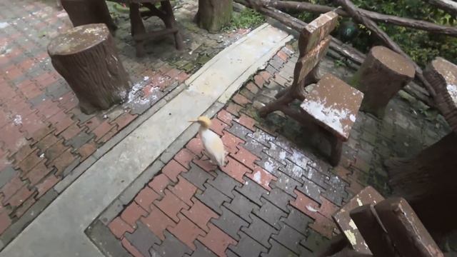 Куала Лумпур. Парк птиц. смотреть онлайн