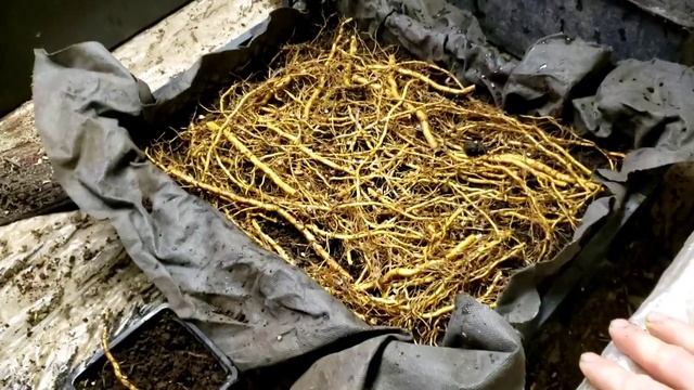 Ежевика сорт Небеса Могут Подождать.Размножение. смотреть онлайн