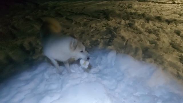 Кормлю лаек ночью смотреть онлайн