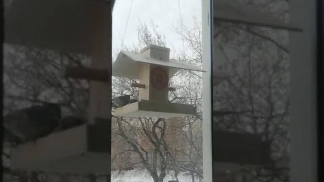 КОРМУШКА ДЛЯ ПТИЦ В ДЕЙСТВИИ ?? ПТИЧКИ ОЦЕНИЛИ ЗАБОТУ О НИХ В ВИДЕ ПРЕКРАСНОГО ДОМИКА С ЕДОЙ ?? смотреть онлайн