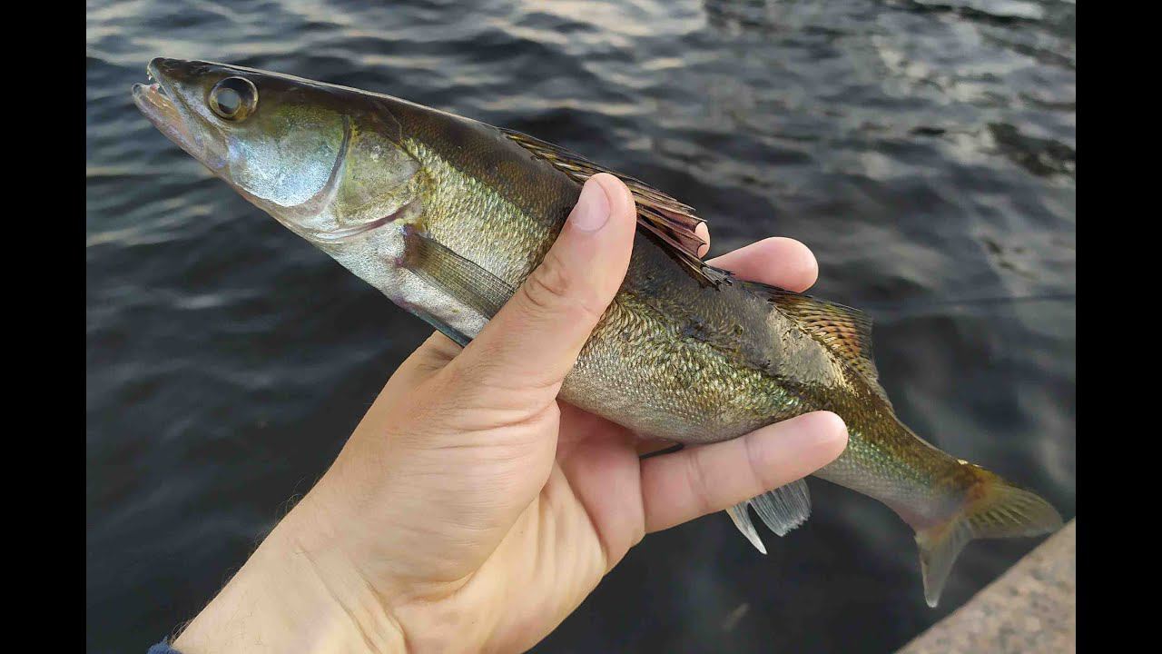 #167  MUKAI Air Stick AS-1652-S 