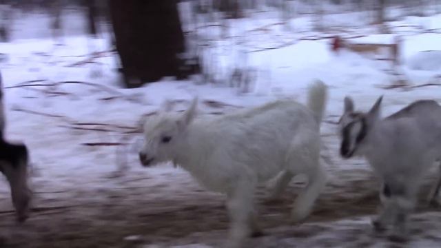 Всех с наступающим Новым Годом! Спасибо, что вы рядом! смотреть онлайн