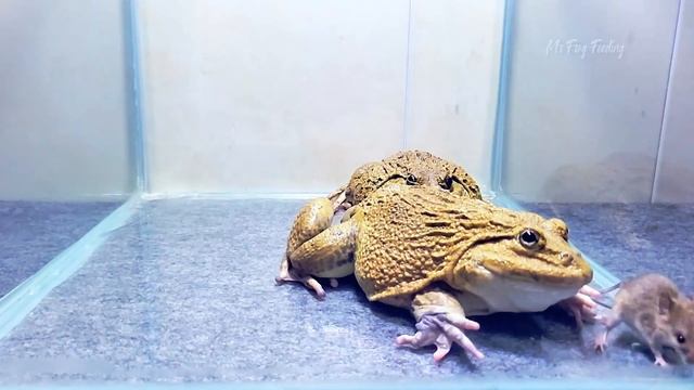Asian Bullfrog Eats Fast Mouse! Mr Frog Live Feeding