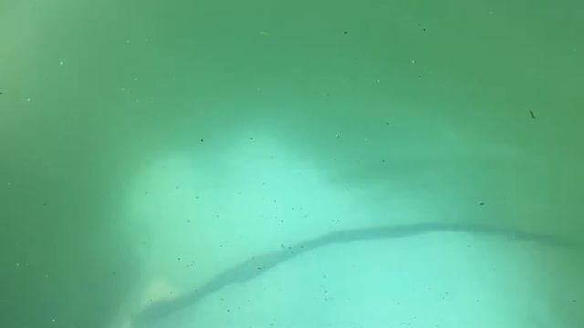 How to clean a GREEN ABOVE GROUND POOL смотреть онлайн