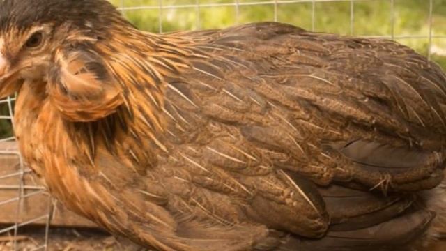 Разведение кур породы Амераукана как бизнес идея Куры Амераукана смотреть онлайн