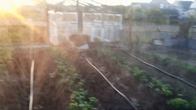 Орошение клубники шлангом golden spray смотреть онлайн