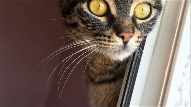 Мелодекламация " Кот Васька и кошка Мурка" смотреть онлайн