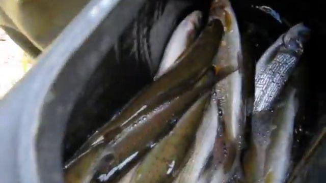 Встреча в тайге смотреть онлайн