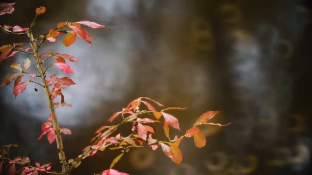 Dan Gibson’s Solitudes - The Fallen Leaves | Forest Cello смотреть онлайн