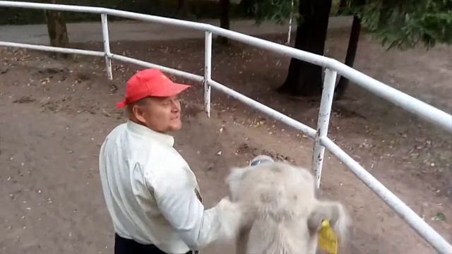 ГДЕ В МОСКВЕ ПОКАТАТЬСЯ НА ВЕРБЛЮДЕ?! Усадьба Нехлюдово (Ворошиловская дача) смотреть онлайн