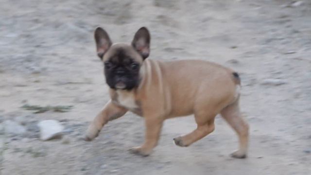 Питомник среднеазиатских овчарок "Ukuk-Gurg" смотреть онлайн