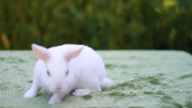 Ирулан, кролик гермелин, самочка\ Hermelin kaninchen\ Neterland dwarf white blue eyes смотреть онлайн