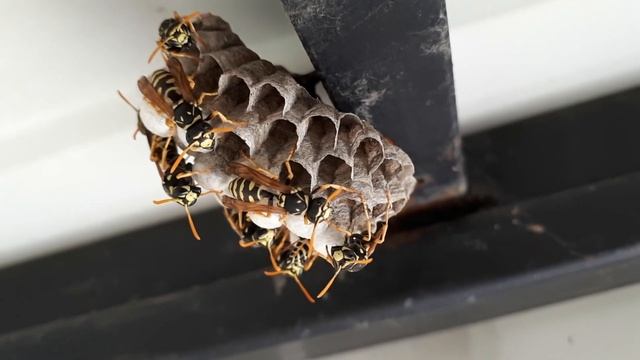 На страже осиного гнезда смотреть онлайн