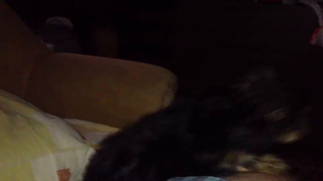 йоркширский терьер смотреть онлайн