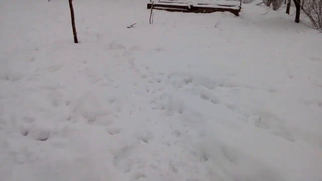 Игры собак. Утренняя прогулка. Вельш корги пемброк и французский бульдог. смотреть онлайн