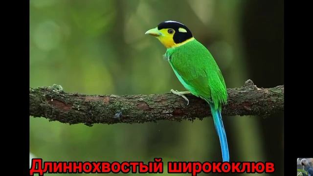 Рогоклювые, или ширококлювые. смотреть онлайн