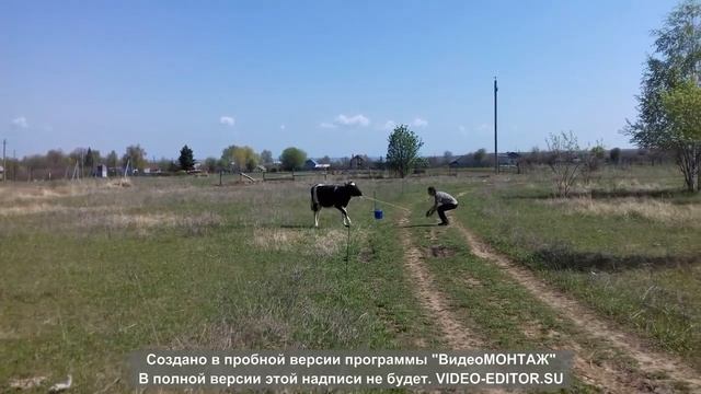 Вывели первый раз коров на траву! смотреть онлайн