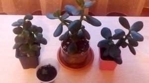 Как ухаживать за денежным деревом правильно? Уход за денежным деревом (толстянкой, крассулой)