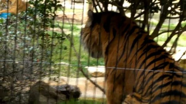 Sumatran Tigers at the Montgomery Zoo Animal Enrichment Day