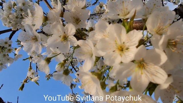 Необыкновенно красиво цветёт черешня! Белые и нежные цветы черешни выглядят очень нарядно! Релакс смотреть онлайн