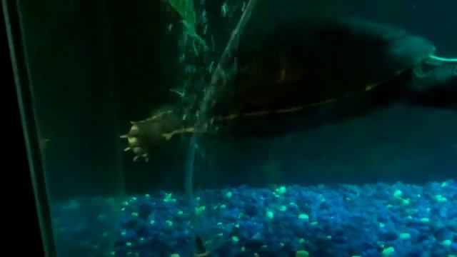Red eared slider tank update смотреть онлайн