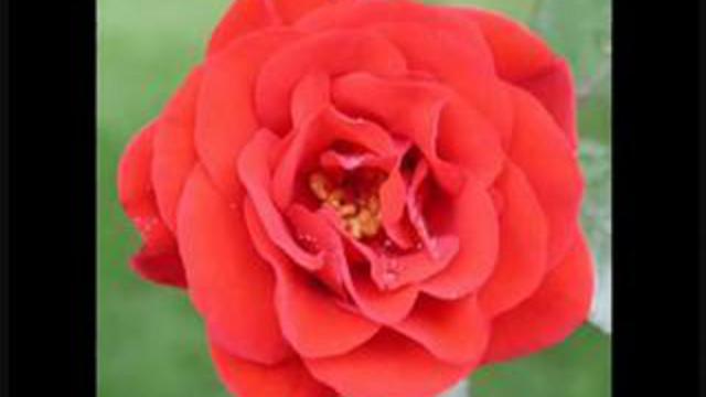 seal-kiss from a rose on the grey смотреть онлайн