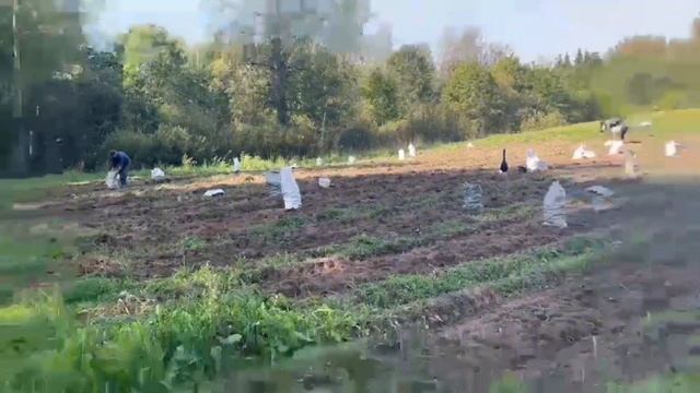 Урожай картошки! Столько я давно не видел смотреть онлайн