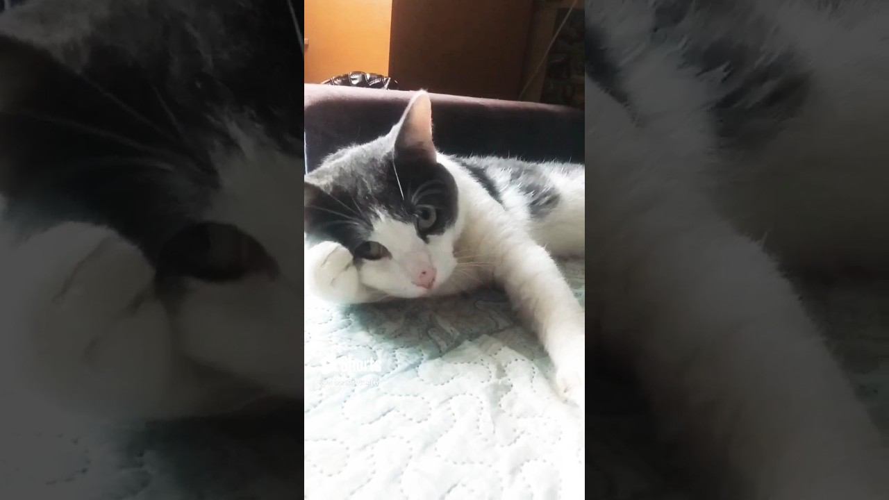 Ищу работу дегустатором.#мурзик #кот #питомец #лайк #котики #приколы #котик #дегустация смотреть онлайн