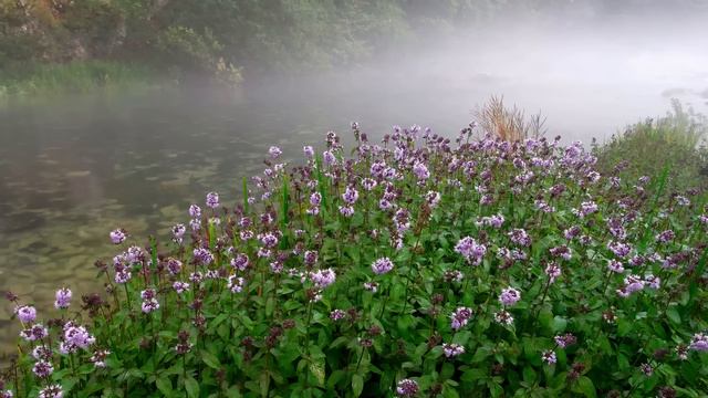 How To Make a Bog Garden - For Wildlife - DIY смотреть онлайн
