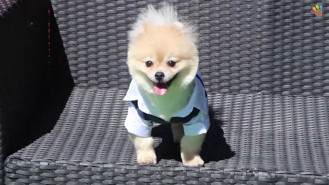 Pomeranian yavrumuz Piggy смотреть онлайн