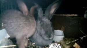 #кролики#строкачи#НПВ Однотонные строкачи.(кролики)