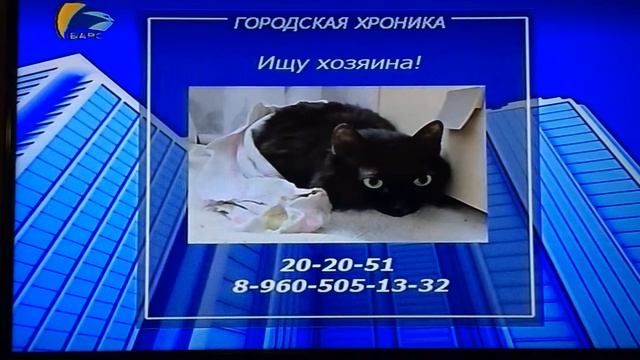 Объявление про кота смотреть онлайн