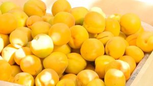 Орский абрикос