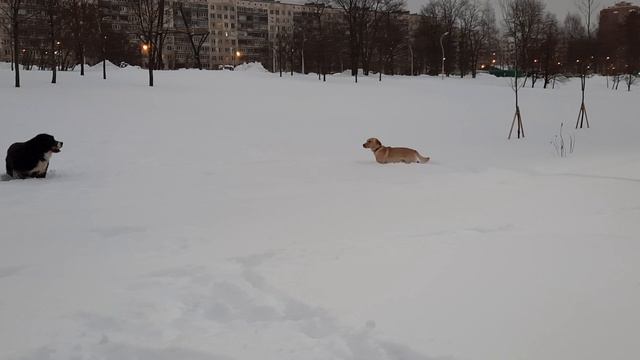 Игрища. Лабрик и Берн. смотреть онлайн