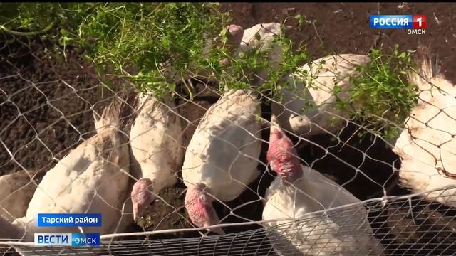 До 250 тысяч рублей на развитие собственного дела получили более трёхсот омских семей смотреть онлайн