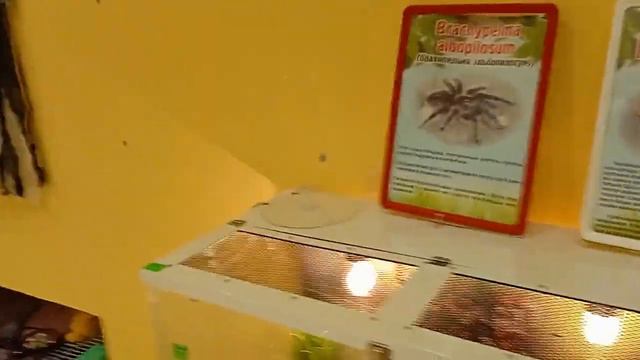 Выставка живых пауков и скорпионов смотреть онлайн
