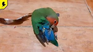 Почему попугай вставляет в хвост полоски из бумаги? #попугай #неразлучник #розовощёкий #попугайчик