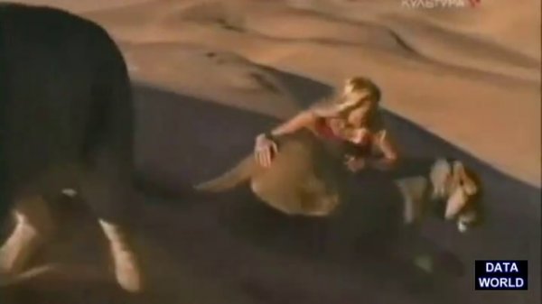 Beautiful Cat Whisperer (DATA WORLD)  Красивая кошка Whisperer