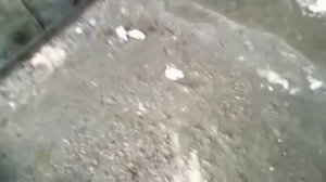 Замена торсионов и  сайлентблоков задней балки Рено Сценик 1