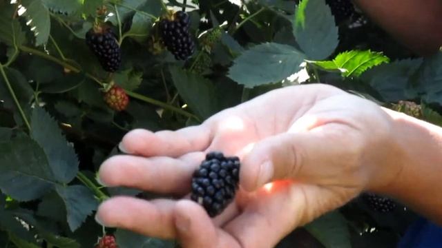 Садовая ежевика "Нэтчез" у Гуленина М. В. смотреть онлайн