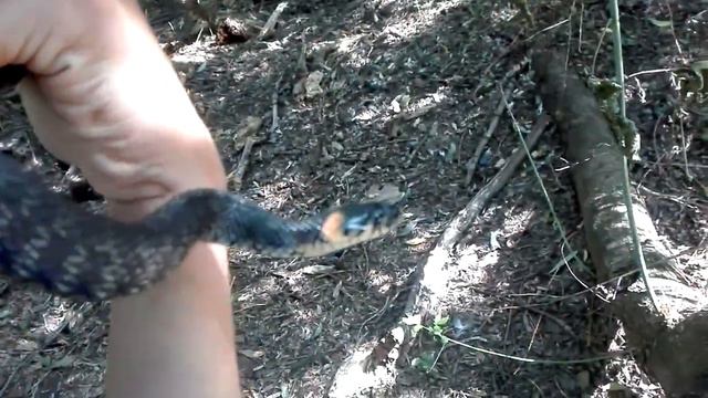 ЗМЕЯ!!! УЖ В ЛЕСУ!!! ДЕРЖУ В РУКАХ смотреть онлайн