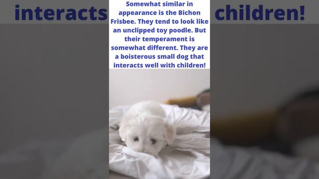 Choosing A Toy Dog! #dog #funny #dogowner #family #dogtraining смотреть онлайн