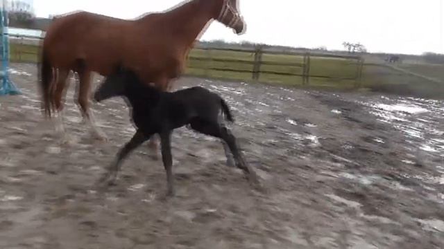 Вохма (Хрупкий Веснушка) 2020гр смотреть онлайн