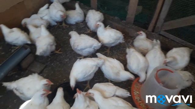 Чем вылечить понос у бройлеров. АСД 2 смотреть онлайн