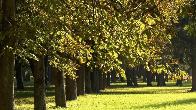 Читаем классиков русской литературы. Бунин. Городская Библиотека1 смотреть онлайн