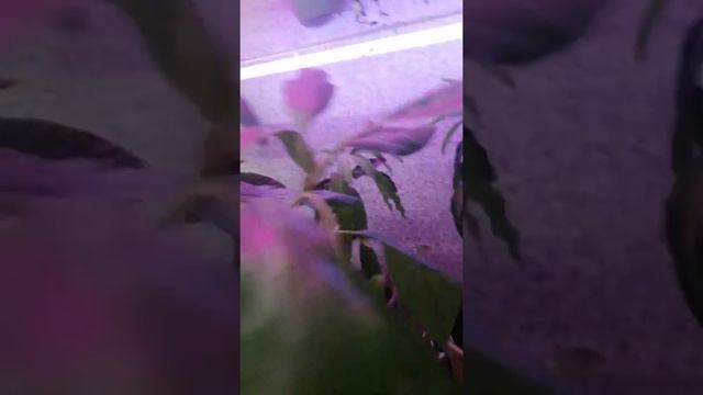 Переезд с теплицы в дом обзор растений часть 2