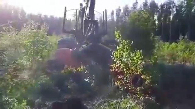 Восстанавливать лес - правильно??? смотреть онлайн