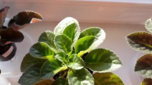 Полив фиалки после пересадки.