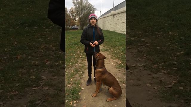 Обучение собаки команде «сидеть» смотреть онлайн